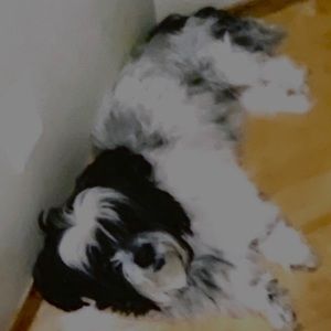 Meet your Posher, Aj